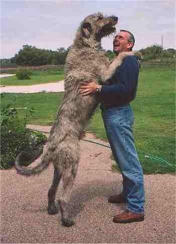 Grosser Hund