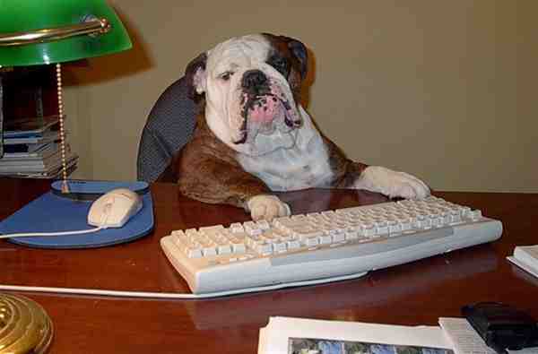 Schlauer Hund