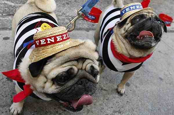 Mops