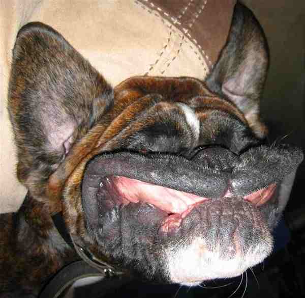 Lachender Hund