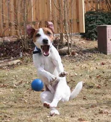 Sportlicher Hund